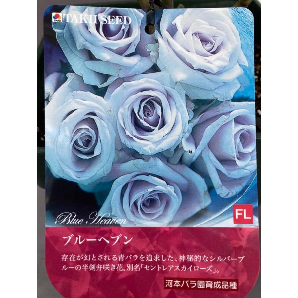 薔薇　ブルーヘブン　四季咲き　バラ苗