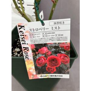 薔薇　ストロベリーミスト　四季咲き　京成バラ園