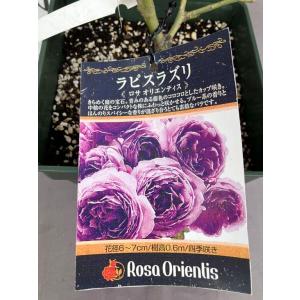 薔薇　ラピスラズリ（ロサ・オリエンティス）四季咲き