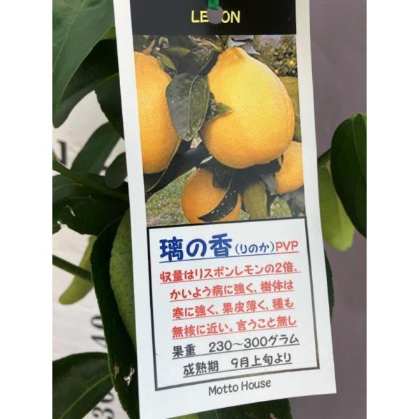 レモン　璃の香　りのか　二年生　人気　苗木