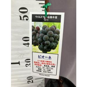 強健大玉ジャボチカバ 熱帯果樹 5号 : 日本ライン花木センターYahoo