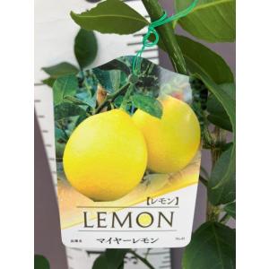 レモン 璃の香 りのか 二年生 人気 苗木 : 日本ライン花木センター