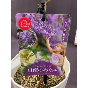 ジャカランタ　日南のめぐみ　わい性種