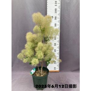 ダシリリオン・ロンギシマム ドライガーデン 10号鉢 送料無料 : 日本