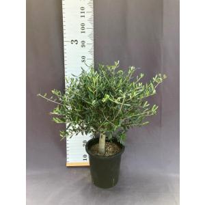 ダシリリオン・ロンギシマム ドライガーデン 10号鉢 送料無料 : 日本