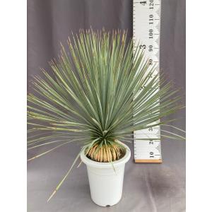 ユッカ　エラータ　鉢ごと発送　ドライガーデン ユッカ・エラータ ドライガーデン 10号鉢 送料無料 : 日本ライン