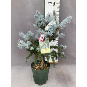 発送不可 プンゲンストウヒ エディス 高さ約2.5m : アララギ園有限