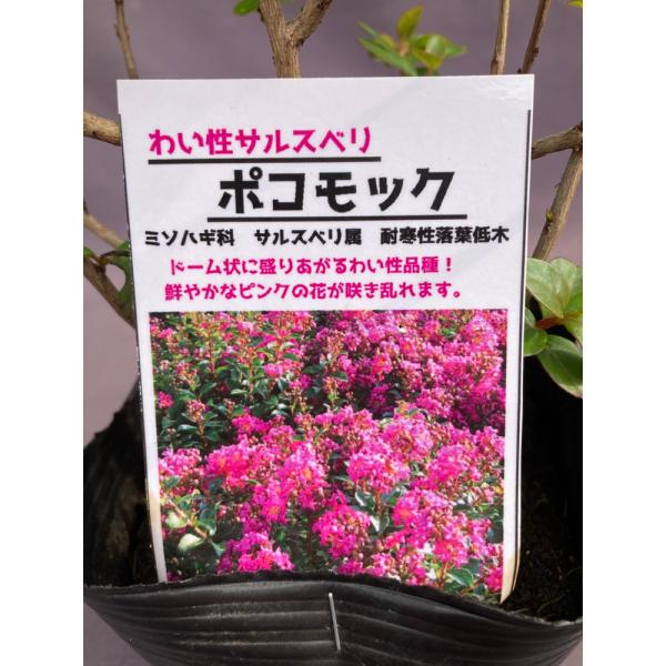 矮性サルスベリ・ポコモック　３号
