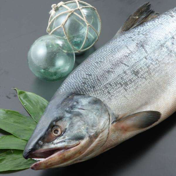 生鮮オス秋鮭 特大 4.0ｋｇ前後サイズ 北海道 十勝 広尾産 送料無料 ※日付指定不可