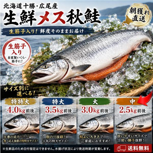 北海道広尾産 生鮮メス秋鮭 中 2.4〜2.7kg前後 生筋子入り 秋鮭 1尾 送料無料