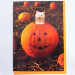 701508　ハロウィンカード　かぼちゃから 白猫![AVANTI]ネコ・猫・秋・HALLOWEENメッセージ・ギフトカード・グリーティング｜kaderia