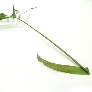 フローラテープ 華道具 生け花 道具 テープ ...の詳細画像3