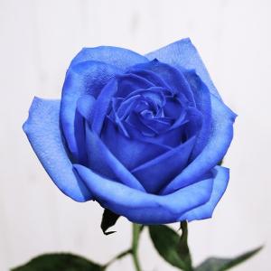 ブルーローズ ラズリ 花束 追加用オプション ナチュラルカラー 青いバラ 生花｜kaduki-miyachi