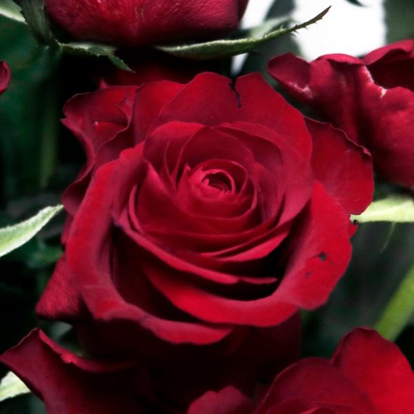 生花 赤バラ レッドローズ Mサイズ 選べる本数 花束 フラワーギフト(注文数量１で1本)