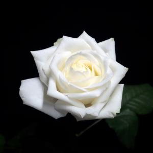 生花 白色バラ ホワイトローズ Mサイズ 追加用オプション花材 花束 フラワーギフト(1本363円)