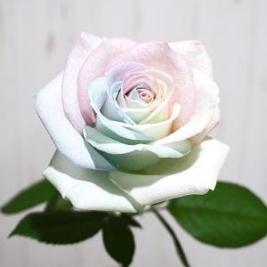 レインボーローズ ピュアパステル 花束 追加用オプション 生花 バラ