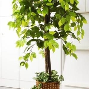 観葉植物 造花 インテリア フェイクグリーン おしゃれ 人工 プレゼント お祝い ギフト 日陰 高級 アンティーク 北欧 大きい 大型 室内 玄関 ベンジャミン 木 Abt 8486 家具 インテリア通販アットカグ 通販 Yahoo ショッピング