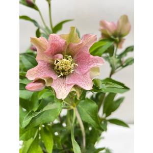 クリスマスローズ 開花確認株 花はついていません 030 パピエ