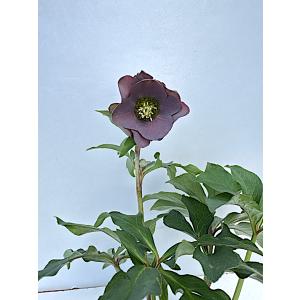 クリスマスローズ 開花確認株 花はついていません 030 パピエ