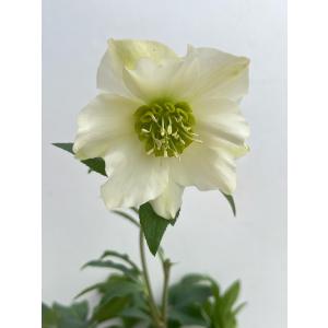 クリスマスローズ 開花苗 002 パピエブランシュ（小輪ブーケ咲き