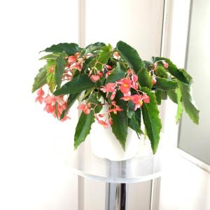 ベゴニア 苗 花の苗 の商品一覧 苗 花 ガーデニング 通販 Yahoo ショッピング