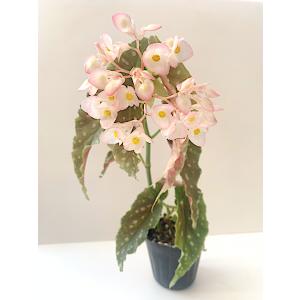 ベゴニア 木立性 アナン グレース Annan...の詳細画像2