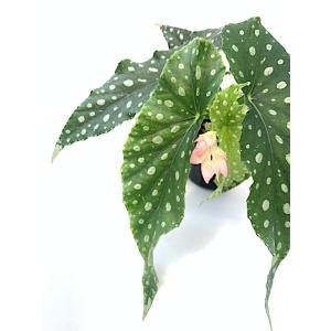 ベゴニア 木立性 フラミンゴクイーン Flami...の商品画像