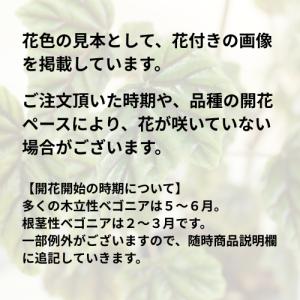 ベゴニア 木立性 フラミンゴクイーン Flam...の詳細画像1