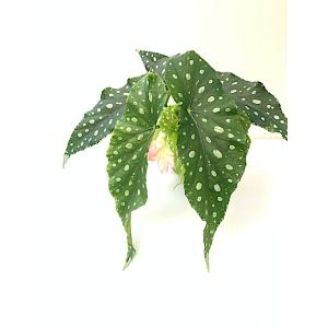 ベゴニア 木立性 フラミンゴクイーン Flam...の詳細画像2