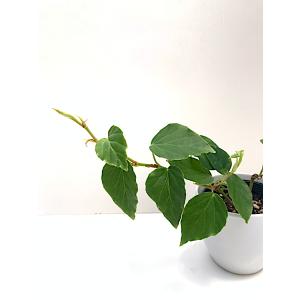 ベゴニア　木立性　フレグラント ビューティー(つる性)　Fragrant Beauty B2RM