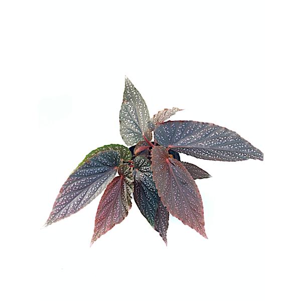 ベゴニア　木立性　ベニゴ　Benigo C1LT