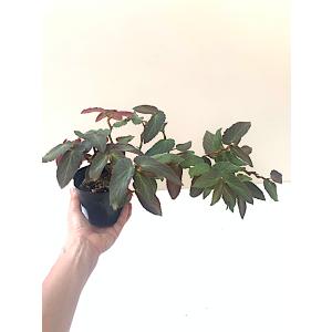 ベゴニア　木立性　ウィズラクーチー(つる性)　Withlacoochee B2RM