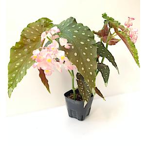 【さらにお値下げしました】ベゴニア百科 ベゴニア 木立性 ピンクフレックルズ Pink Freckles C1RT : 花郷
