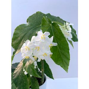 ベゴニア 木立性 ホワイトクリスタル(花郷園オ...の詳細画像3