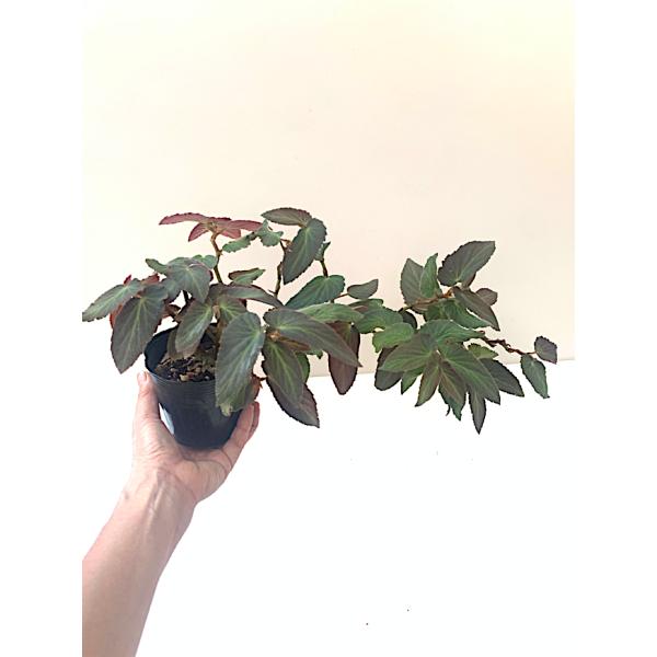 ベゴニア　木立性　ウィズラクーチー(つる性)　Withlacoochee B2RM