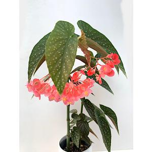 箱根ベコニア園　キティ　ダニエル キティ 神奈川限定 箱根 ベゴニア園 キティ ダニエル ブロック