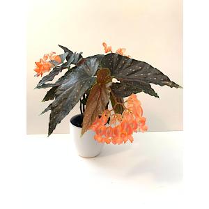 ベゴニア 木立性 マンダリンオレンジ Manda...の商品画像