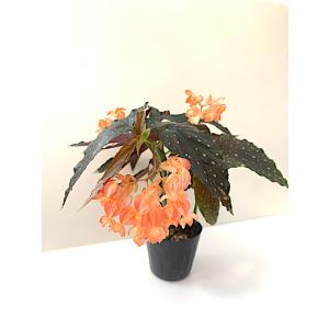 ベゴニア 木立性 マンダリンオレンジ Mand...の詳細画像2