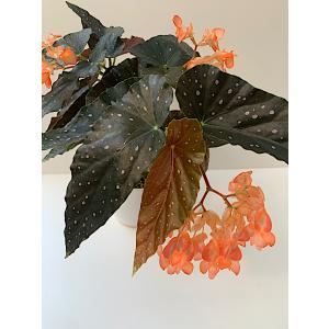 ベゴニア 木立性 マンダリンオレンジ Mand...の詳細画像3