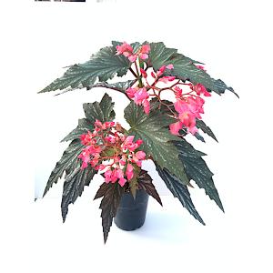 ベゴニア　木立性　ラナ（大型）　Lana D2T