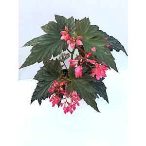 ベゴニア 木立性 ラナ(大型) Lana D2Tの詳細画像4