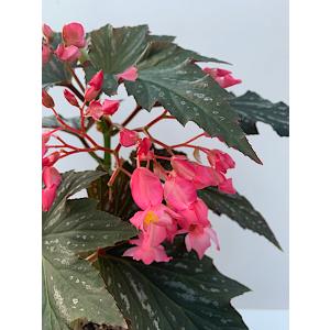 ベゴニア 木立性 ラナ(大型) Lana D2Tの詳細画像3