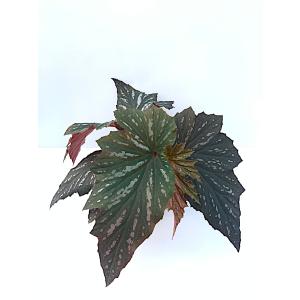 ベゴニア 木立性 ラナ(大型) Lana D2Tの詳細画像5