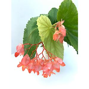 ベゴニア 木立性 リビエラ サンセット(花郷園...の詳細画像3