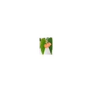 ベゴニア 木立性 リビエラ サンセット(花郷園...の詳細画像4