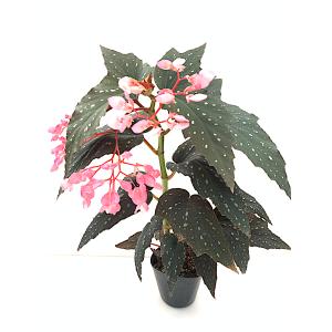 ベゴニア 木立性 原種 マクラータ B.maculata D1M : 花郷園 KAGOEN