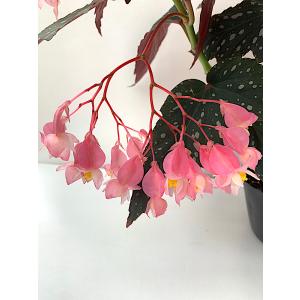 SALE! ベゴニア 木立性 クリスティ Kr...の詳細画像2