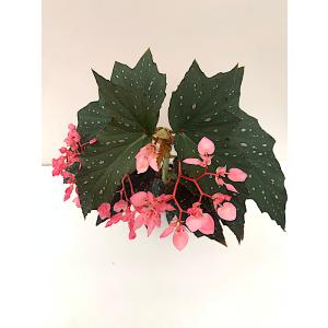 SALE! ベゴニア 木立性 クリスティ Kr...の詳細画像3