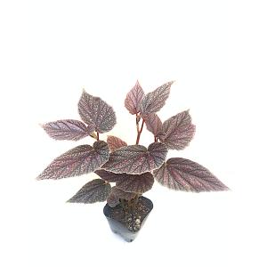 ベゴニア 木立性 モーリスエイミー Mauri...の詳細画像1