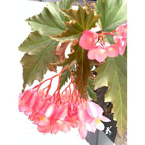 ベゴニア 木立性 アイリーン ナス(大型) I...の詳細画像4